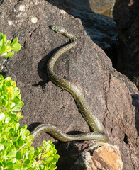 carpet python snakes mating at Urunga New South Wales, Australia.
