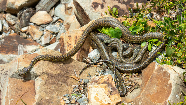 carpet python snakes mating at South West Rocks, New South Wales, Australia.