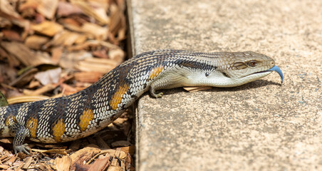 Blue tongue lizard with tongue out.