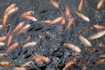 Red tilapia fish in the pond