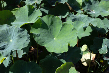 Lotus flower leaves in pond