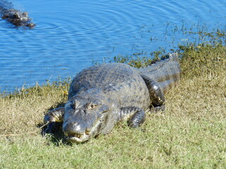 alligator in the grass