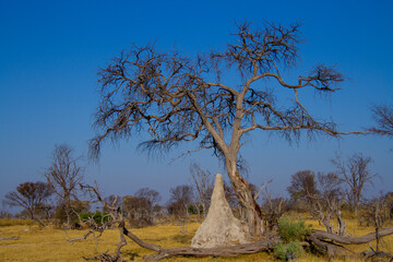 Fototapeta na wymiar African landscape with dry trees and a termite mound bathed in bright sunshine