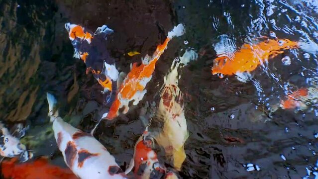 Japanese koi fish or Fancy Carp swim in a fish pond made of black stone. Popular pets for relaxation and feng shui meaning. Freshwater animals that make people keep them for good luck