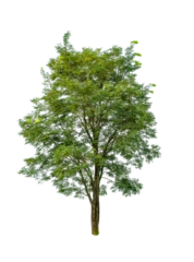 Foto op Canvas Isolated Tree on transparent background ,Suitable for use in landscape design, Tree from thailand, Asia © PW.Stocker