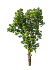 Isolated Tree on transparent background ,Suitable for use in landscape design, Tree from thailand, Asia