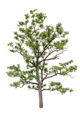 Obraz premium Isolated Tree on transparent background ,Suitable for use in landscape design, Tree from thailand, Asia