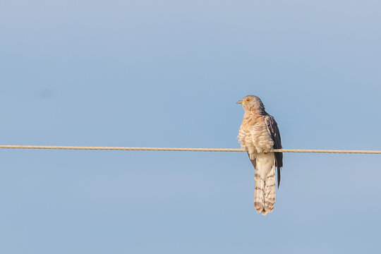 common cuckoo is a member of the cuckoo order of birds, Cuculiformes, which includes the roadrunners, the anis, and the coucals.- Cuculus canorus