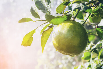 fresh green oranges on tree