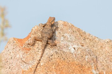 lizard on a rock captured in INDIA