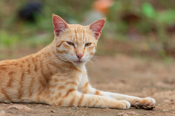 portrait of a cat - captured in a village, INDIA
