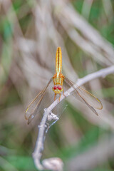 Dragonfly -  a flying insect belonging to the order Odonata, infraorder Anisoptera Anisoptera 