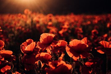 Dramatic Poppy flowers field. Remember for Anzac, Historic war memory. Anzac background. Poppy...