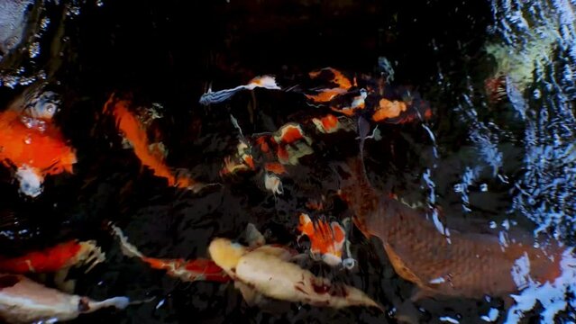 Japanese koi fish or Fancy Carp swim in a fish pond made of black stone. Popular pets for relaxation and feng shui meaning. Freshwater animals that make people keep them for good luck