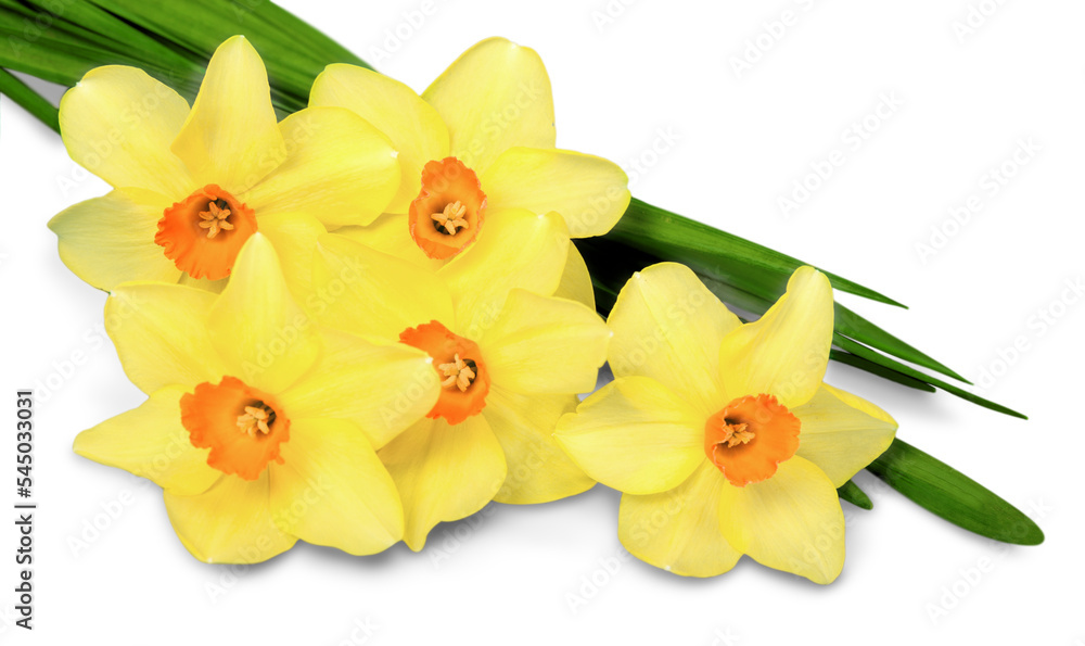 Sticker Daffodil flowers bouquet isolated on white background