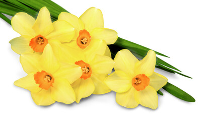 Daffodil flowers bouquet isolated on white background