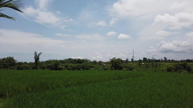 Bali Green Rice Field Terraces, Paddy Summer Vibes White Birds Fly Above Harvest Season, Indonesian Ricefields in Sukawati, Gianyar