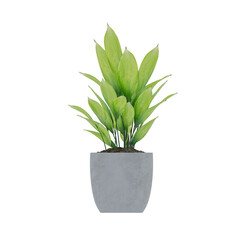 Plant, Plant PNG, Download Plant Transparent Background