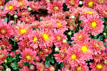 Beautiful flowers as background, delicate blooming flowers festive background, Colorful spring flower background, selective focus.