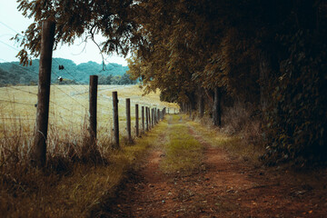 fence in the field
