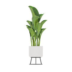 Plant, Plant PNG, Download Plant Transparent Background