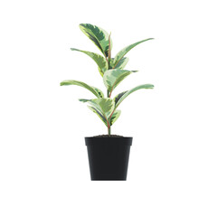 Fototapeta na wymiar Plant, Plant PNG, Download Plant Transparent Background