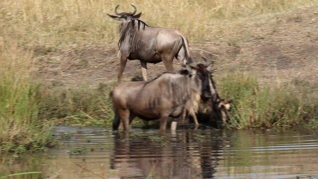 Herd of wildebeest on the shore of the pond with lily. Kenya, Africa	