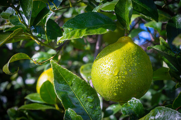 fresh green oranges on tree