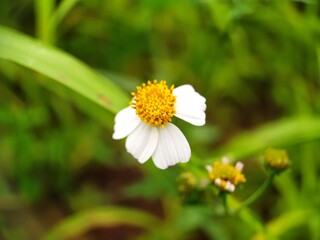 beautiful daisy flower with dew