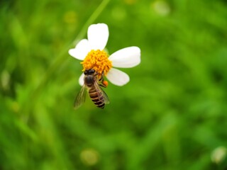 a bee perched on a flower close up