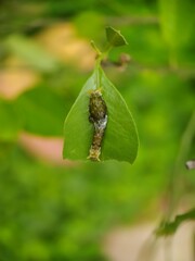 caterpillars that eat green leaves