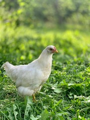 the chickens on the farm	