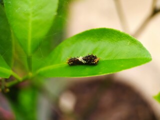 the caterpillar on top of the green leaf  close up