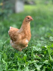 the chickens on the farm	
