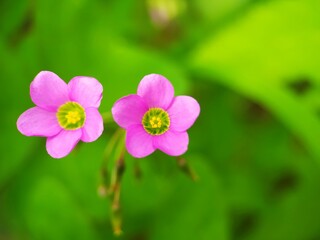 Obraz premium pink flower clouse up on green blurred background