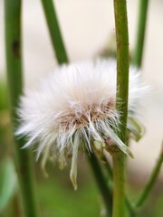 white dandelion flower that is easily blown by the wind