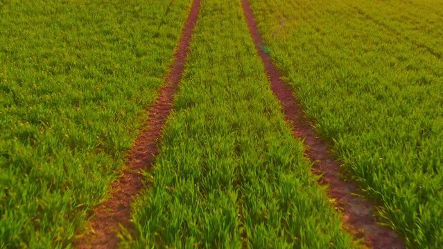 Tractor tracks in green wheet field in Ukraine, low aerial dolly in