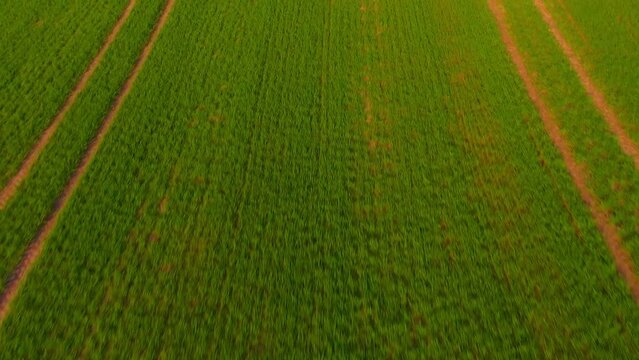 Green wheet fields in Ukraine early growth stage, aerial view