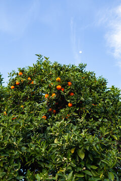 Oranges left unpicked at top of tall citrus tree