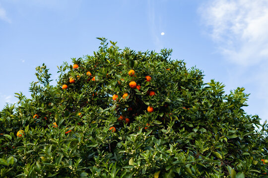 Oranges left unpicked at top of tall citrus tree