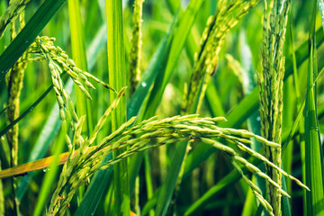 Ripe ears of rice. Rice field green rice stalks.