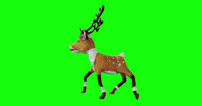 Cute juvenile Christmas reindeer in 3D rendered motion walking cycles on a green screen backdrop.