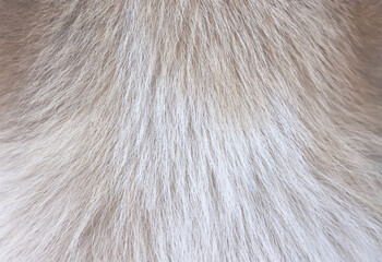 Dog fur white brown texture with short smoot patterns , animal hair background