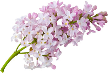 Blooming lilac branch close-up on transparent background without shadow