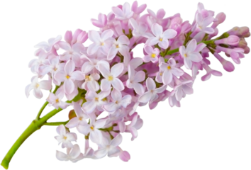 Blooming lilac branch close-up on transparent background without shadow