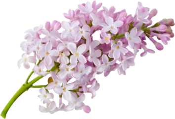 Fototapeten Blooming lilac branch close-up on transparent background without shadow © Elenapro