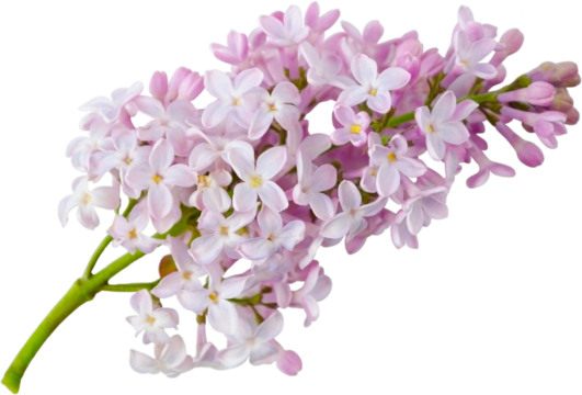 Blooming lilac branch close-up on transparent background without shadow
