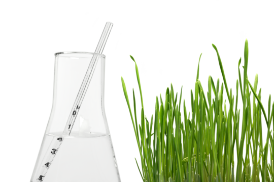 Green grass and test flask  on white background