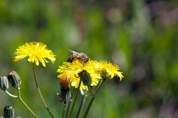 abeja alimentandose posada sobre una flor de diente de león