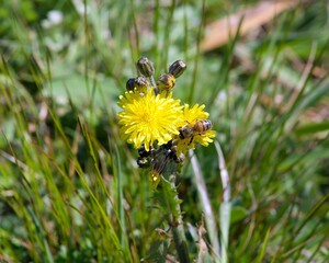 Abeja flor polen